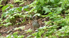 Turdus philomelos
