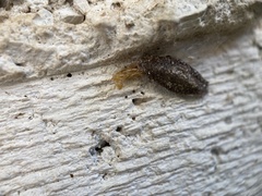 Phereoeca uterella