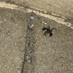 Camponotus barbaricus