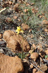 Cyanella lutea lutea