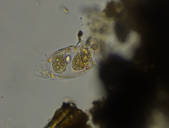 Tetrahymena