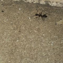 Camponotus barbaricus