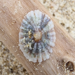 Siphonaria guamensis
