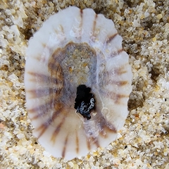 Siphonaria guamensis