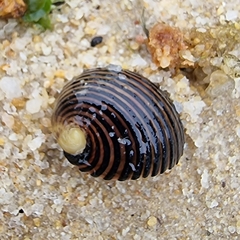 Nerita balteata