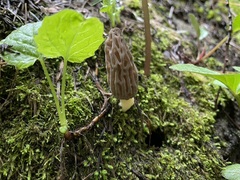 Morchella norvegiensis