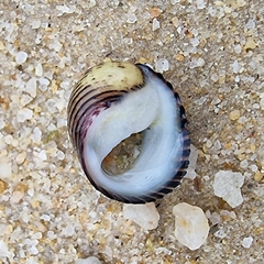 Nerita balteata