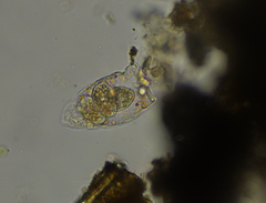 Tetrahymena