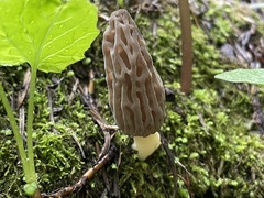 Morchella norvegiensis