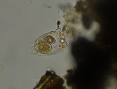 Tetrahymena