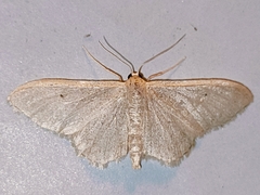 Idaea straminata