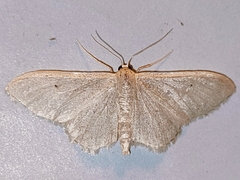 Idaea straminata