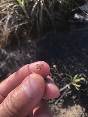 Phemeranthus calycinus