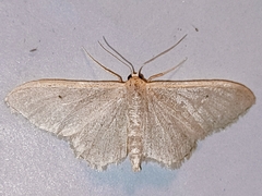 Idaea straminata