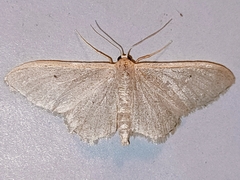 Idaea straminata