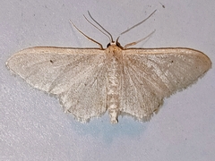 Idaea straminata