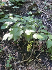 Actaea spicata