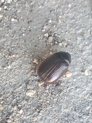 Phyllophaga crassissima