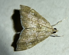 Scybalistodes periculosalis