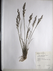 Agrostis vinealis trinii