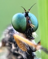 Neoitamus flavofemoratus