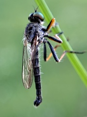 Neoitamus flavofemoratus