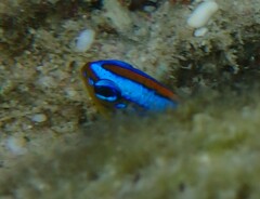 Chrysiptera biocellata