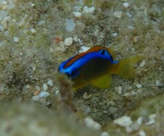 Chrysiptera biocellata