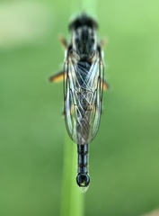 Neoitamus flavofemoratus
