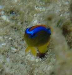 Chrysiptera biocellata