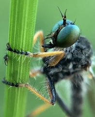 Neoitamus flavofemoratus