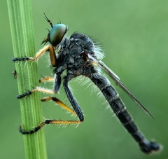 Neoitamus flavofemoratus
