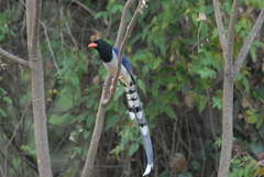 Urocissa erythroryncha