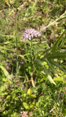 Achillea millefolium