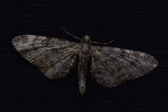 Gymnoscelis rufifasciata