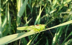 Tettigonia viridissima