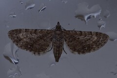 Gymnoscelis rufifasciata