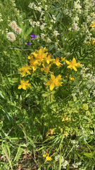 Hypericum perforatum