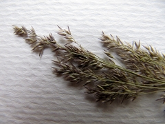 Agrostis vinealis trinii