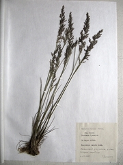 Agrostis vinealis trinii