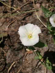 Calystegia malacophylla