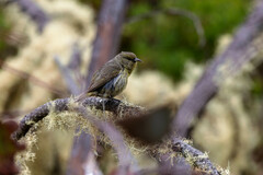 Chlorodrepanis virens wilsoni
