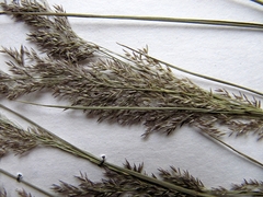Agrostis vinealis trinii