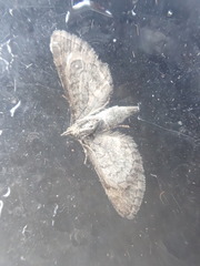 Gymnoscelis rufifasciata