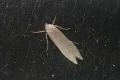 Blastobasis lacticolella