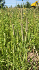 Phleum pratense