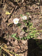 Calystegia malacophylla