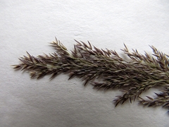 Agrostis vinealis trinii