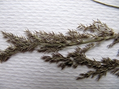 Agrostis vinealis trinii