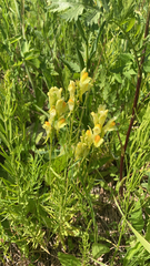 Linaria vulgaris